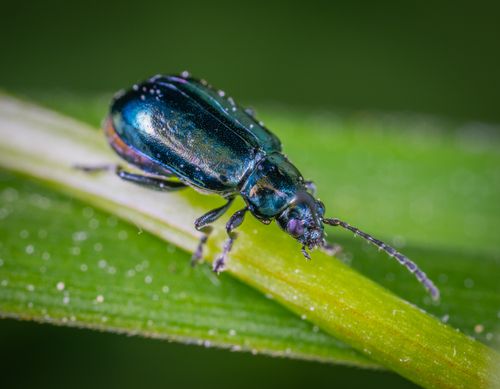 Free Detailed macro photograph of a metallic beetle on a leaf, showcasing vibrant colors and textures. Stock Photo