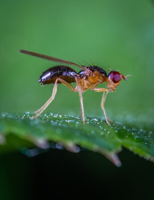 Macro Photo Of Robber Fly On Green Leaf