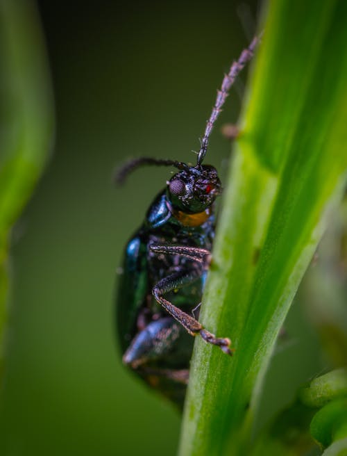 Scarabeo Sulla Foglia Nella Fotografia Macro