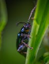 一张详细的宏观图像展示了一只甲虫栖息在绿色叶茎上的自然栖息地