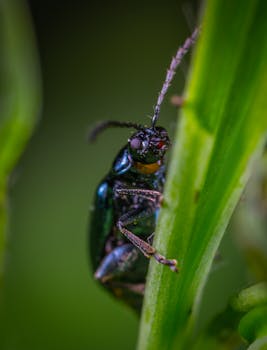 一张详细的宏观图像展示了一只甲虫栖息在绿色叶茎上的自然栖息地