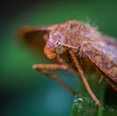 绿叶上的棕色飞蛾特写，在充满活力的自然环境中展现了其纹理与细节