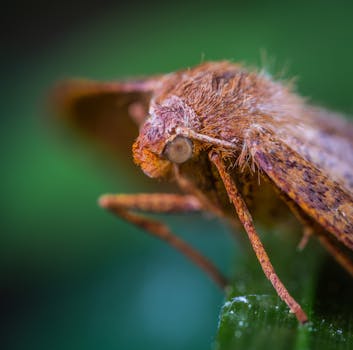 绿叶上的棕色飞蛾特写，在充满活力的自然环境中展现了其纹理与细节