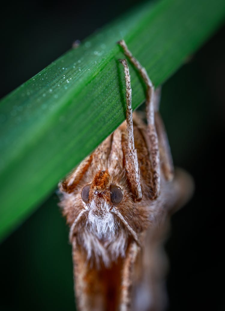 Moth On Green Leaf