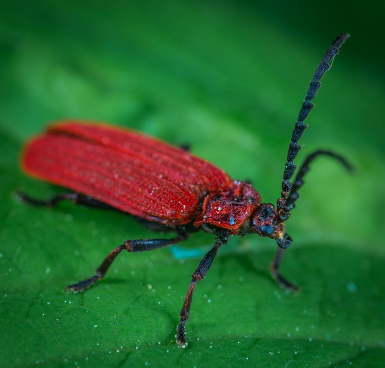 Red Weevil On Green Leaf