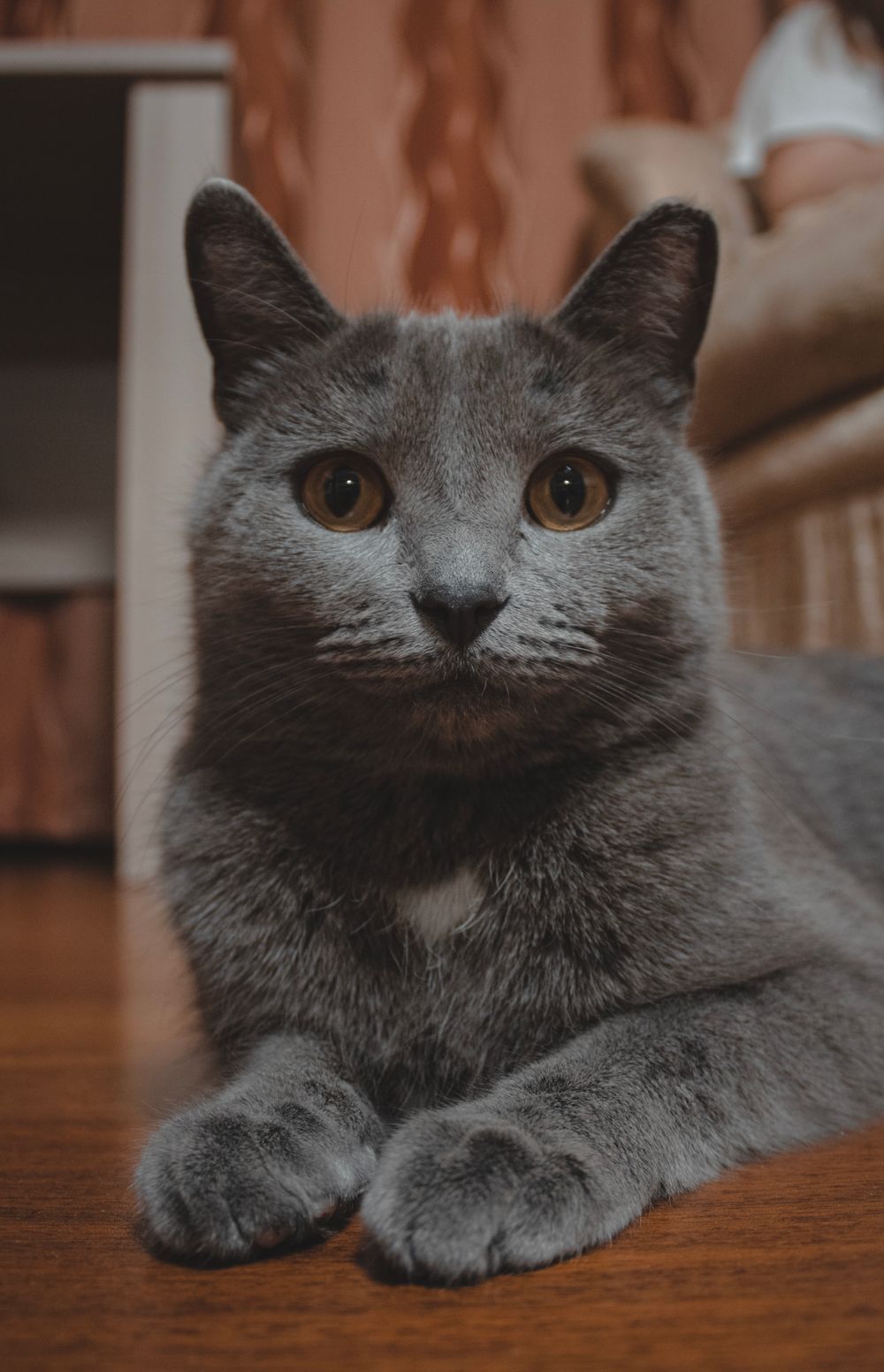 Chartreux (Kartäuser): Charakter, Haltung, Gesundheit & Preis - 2