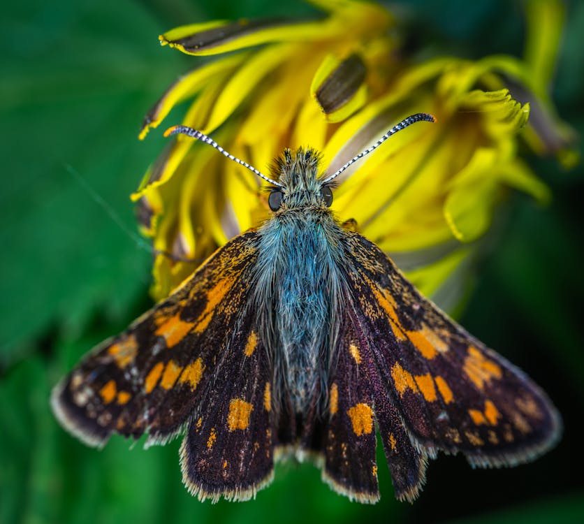 Kostenlos Schmetterling Auf Gelber Blume Stock-Foto