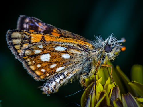 Macro Photo Of Butterfly