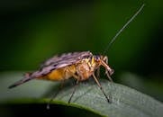 这张宏观图像清晰地捕捉到一只飞蛾栖息在绿叶上的瞬间，展现了其复杂的身体特征