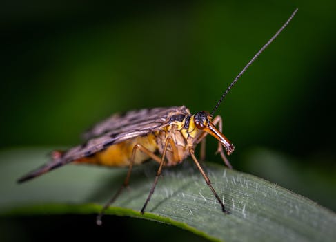 这张宏观图像清晰地捕捉到一只飞蛾栖息在绿叶上的瞬间，展现了其复杂的身体特征