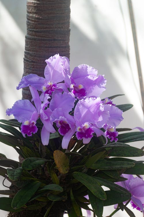 Бесплатное стоковое фото с орхидеи, фиолетовые орхидеи