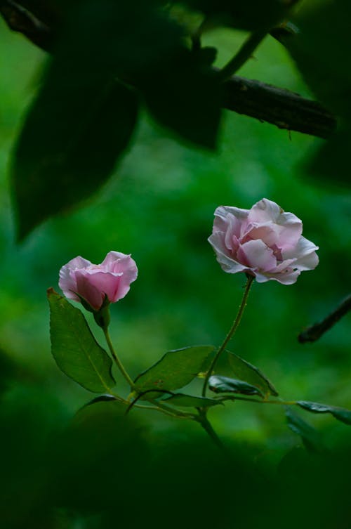 Бесплатное стоковое фото с зеленый, розы, росадо
