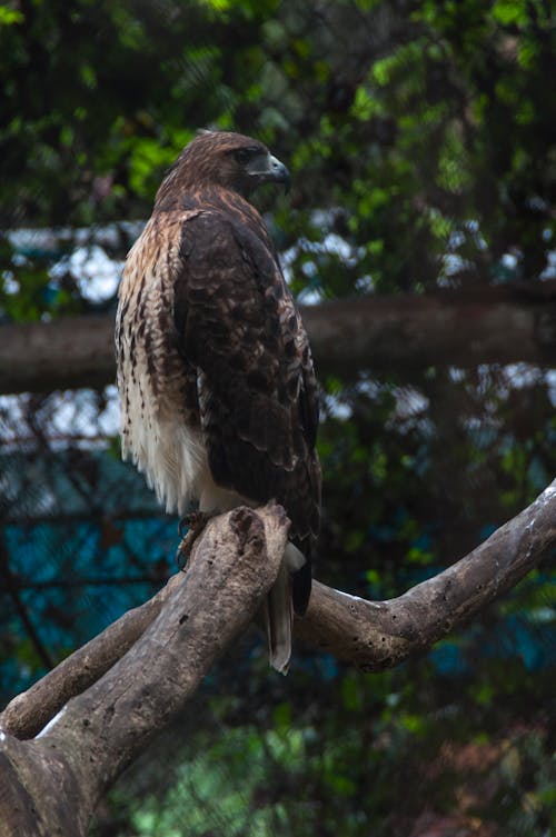 Free stock photo of fowl, zoological