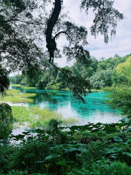 Lush scenery and crystal-clear waters create a tranquil landscape at Rainbow Springs, Florida.