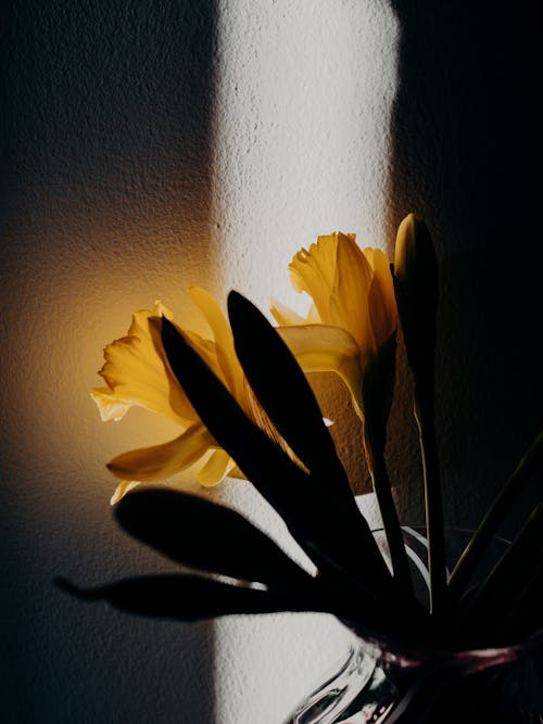 Sun Rays on Daffodils in Vase 