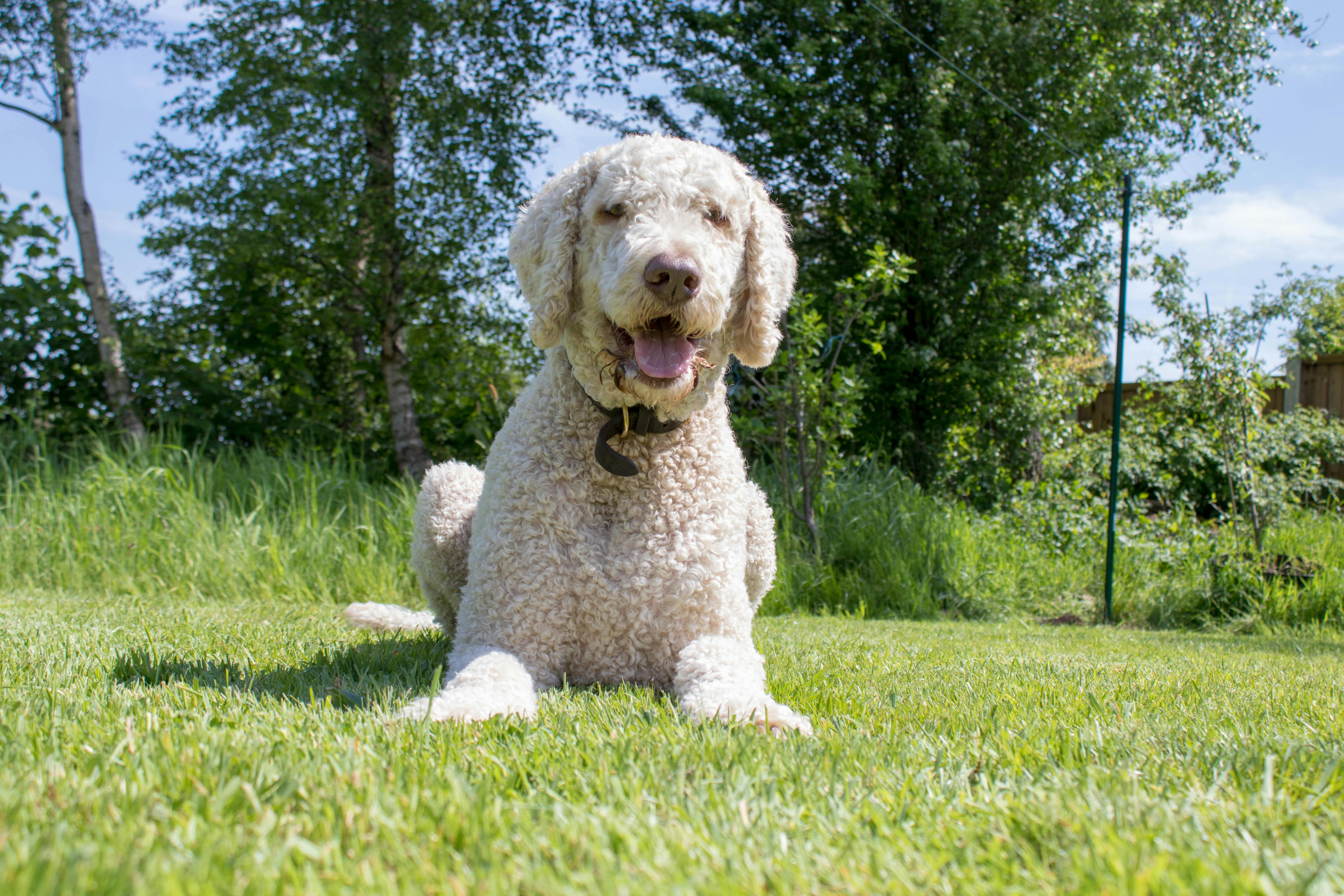 Free stock photo of dog, labradoodle, sun