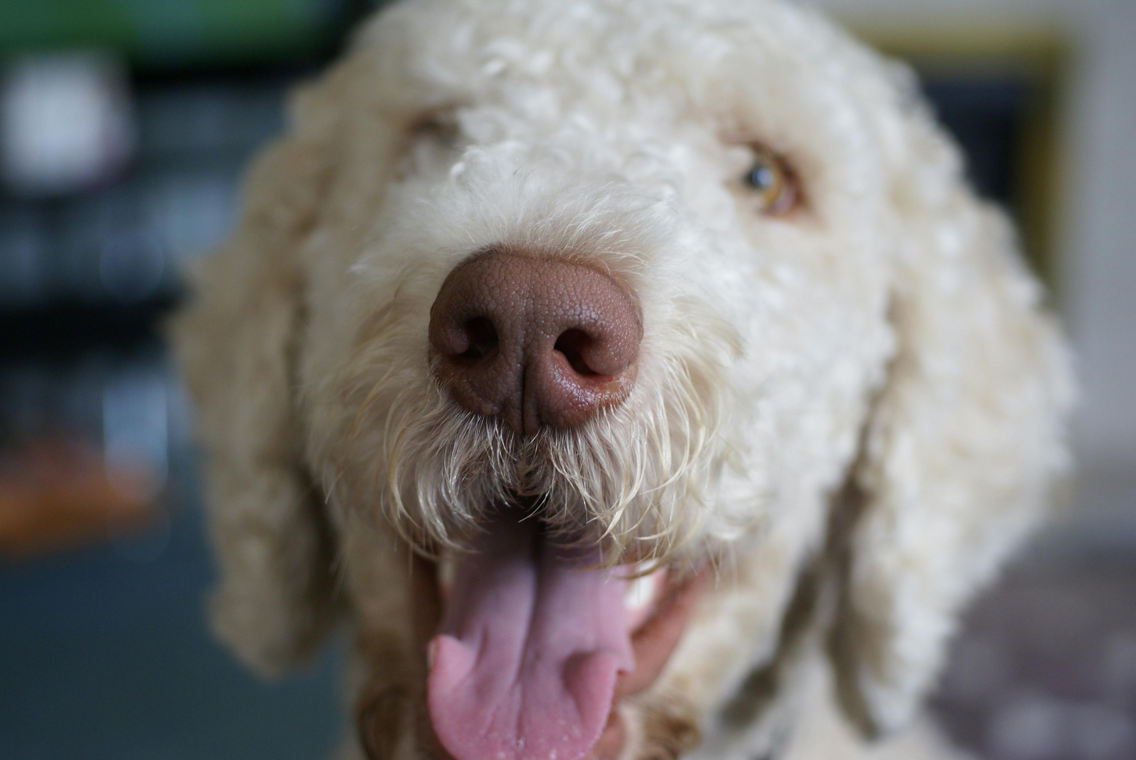 Free stock photo of dog, labradoodle, nose