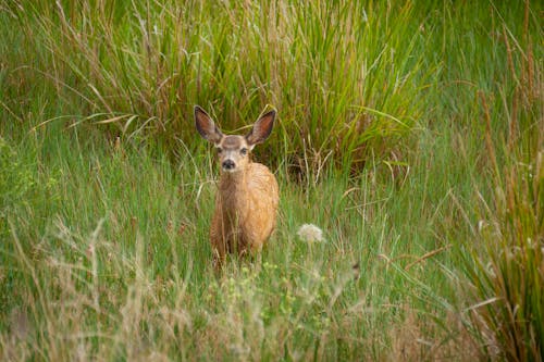 Black-Tailed Deer on Green Grass Field