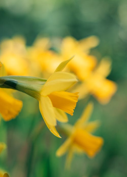 フラワーズ, 咲く, 垂直ショットの無料の写真素材