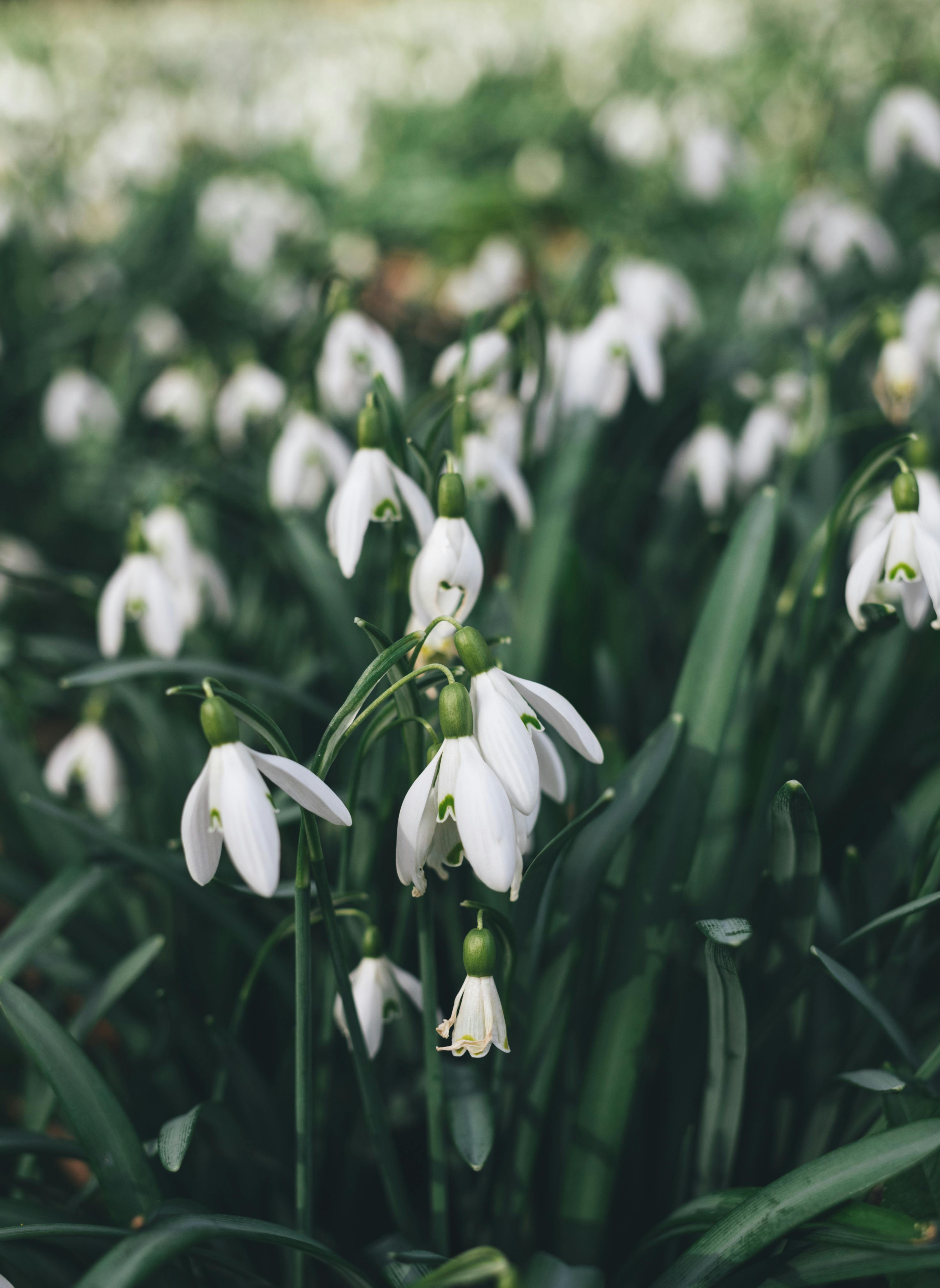 snowdrop flowers