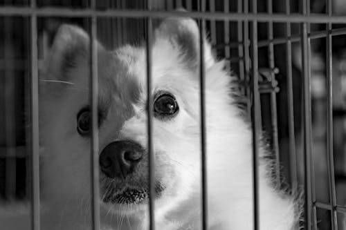 Grayscale Photography of Dog in Cage