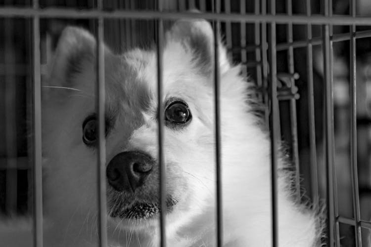 Grayscale Photography Of Dog In Cage