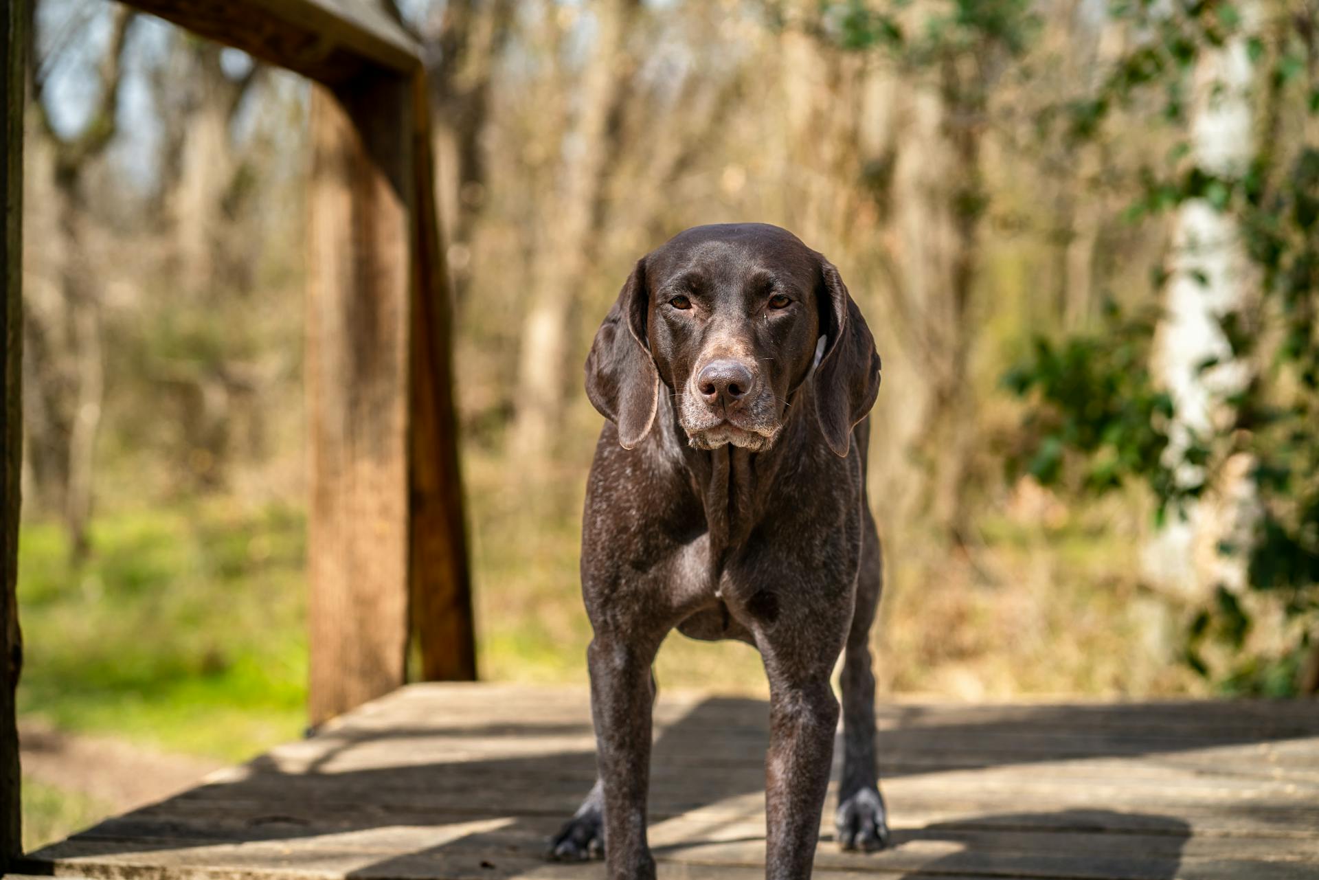 Shallow Focus of German Shorthaired Pointer