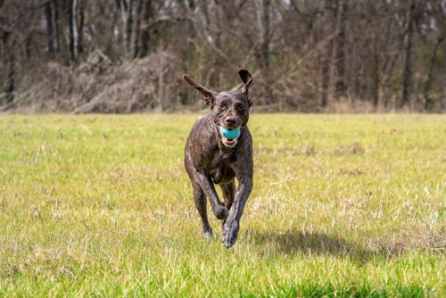 Foto profissional grátis de cachorro preto, campo verde, corrida