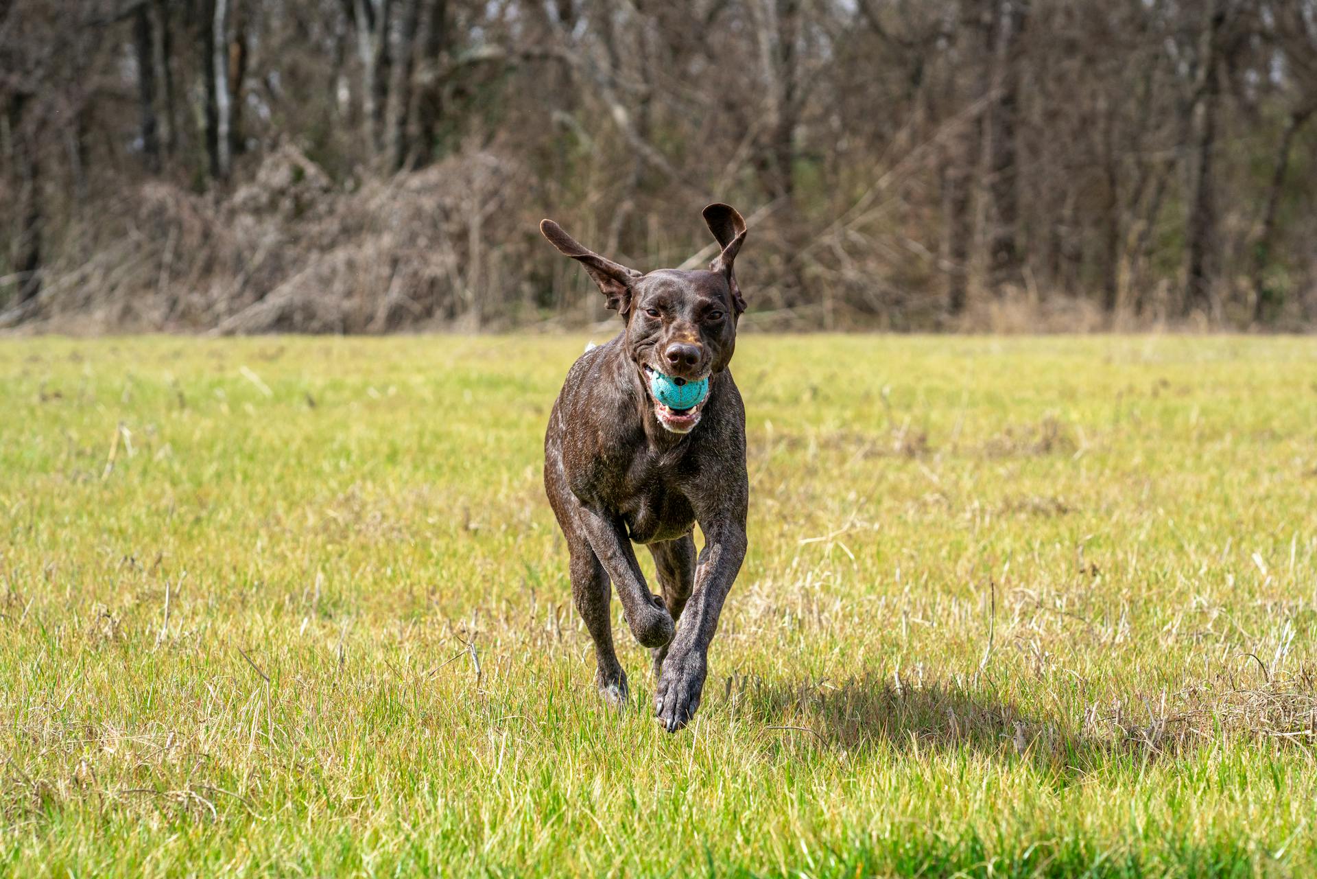 Trained German Shorthaired Pointer Running on Green Grass Field