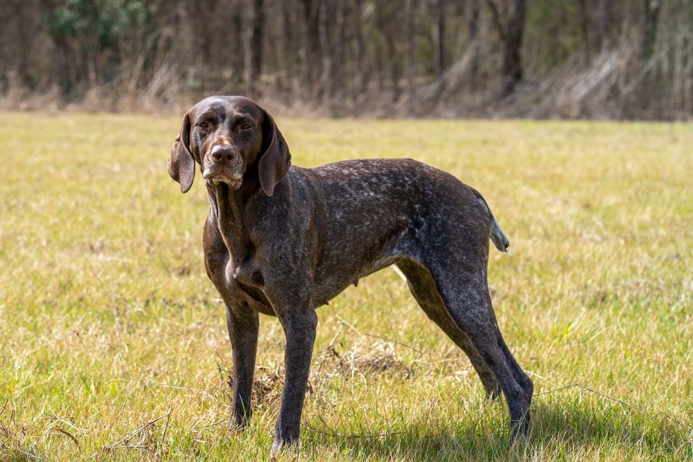 German Shorthaired Pointer, photo 5