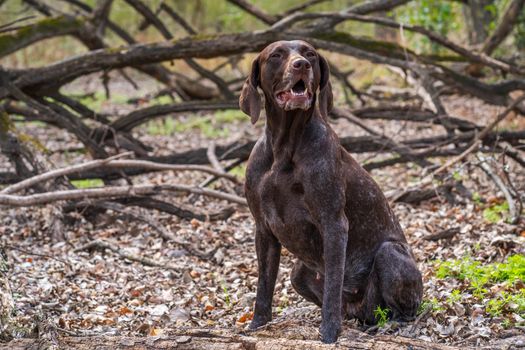 Brown Short Coated Dog Standing on Brown Dried Leaves