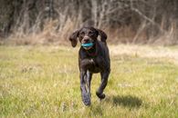 A Running German Shorthaired Pointer with Blue Ball on Mouth