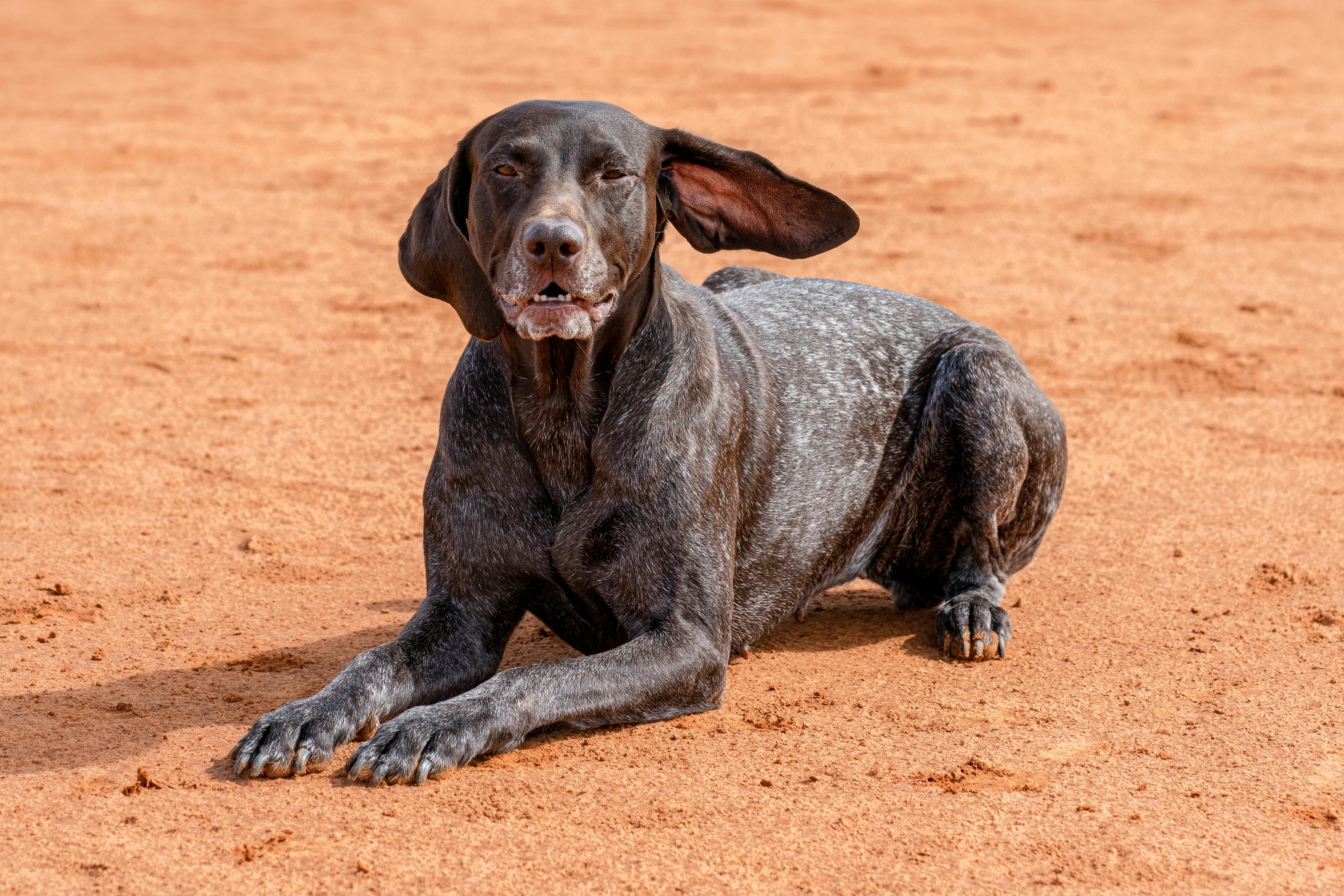 Doberman shops pointer mix