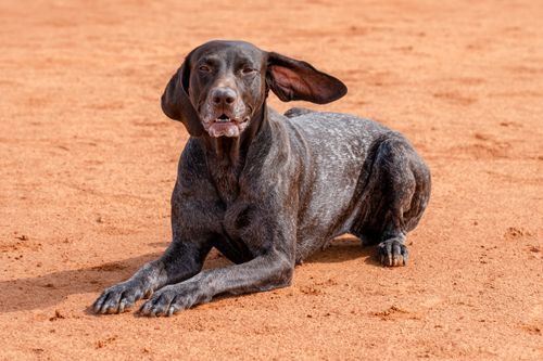 Free A German Shorthaired Pointer dog rests on a sandy surface outdoors, showing its distinctive coat and relaxed posture. Stock Photo