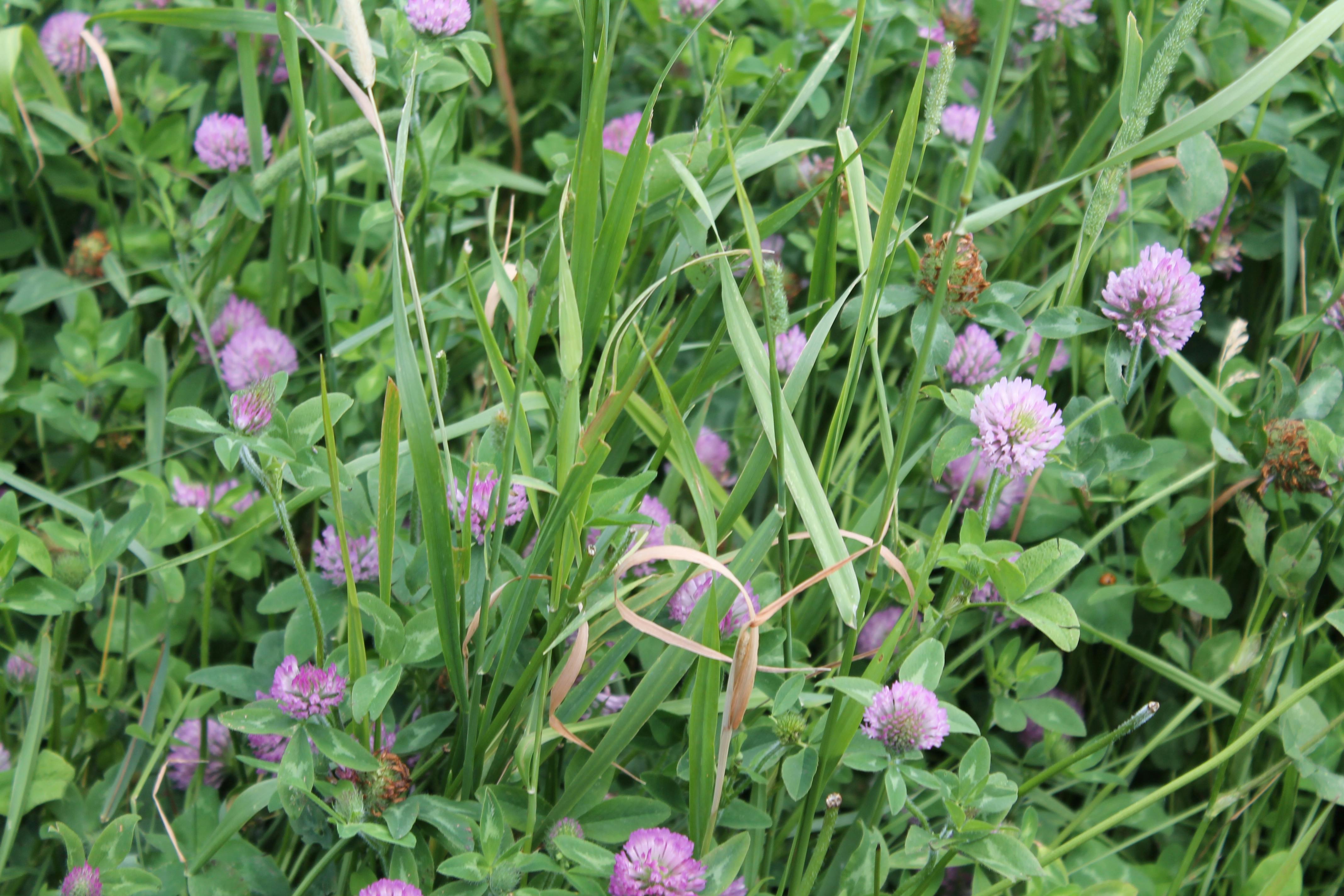 Free stock photo of clover clover field