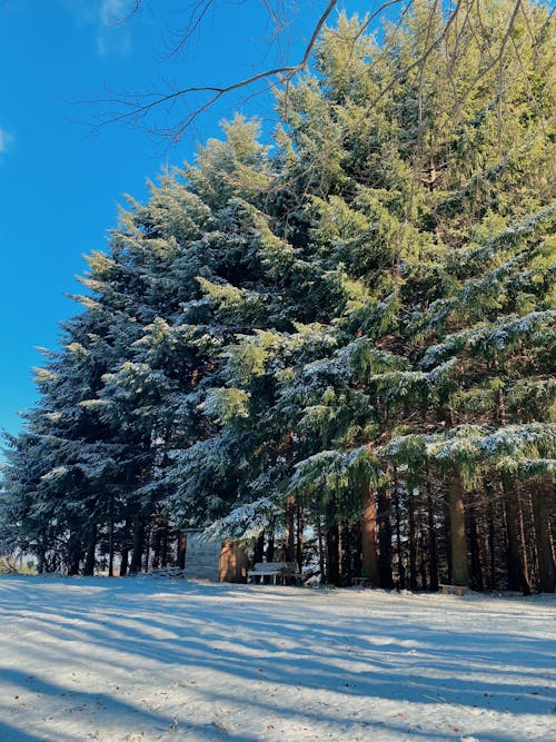 Immagine gratuita di foresta invernale, inverno