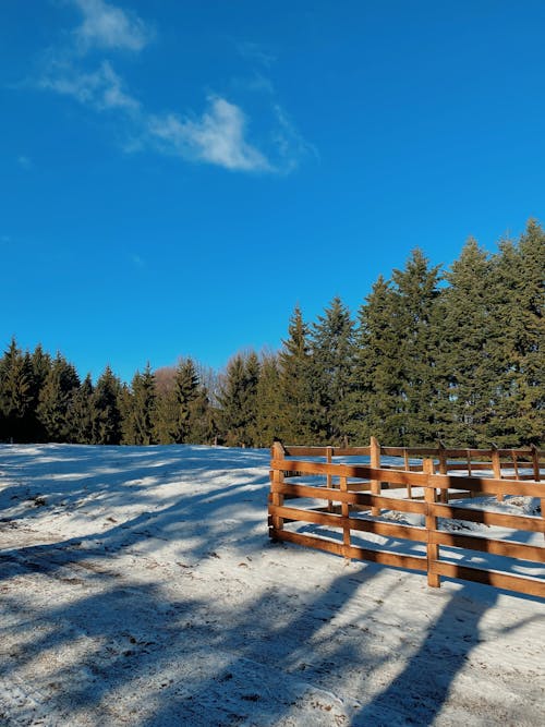 Immagine gratuita di bellezza della natura, foresta, inverno