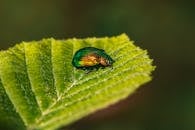 Green Beetle on Green Leaf in Macro Photography
