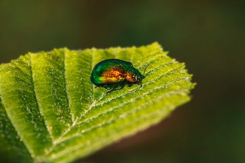 Free Vibrant green chrysolina fastuosa beetle on a textured leaf in macro view. Stock Photo