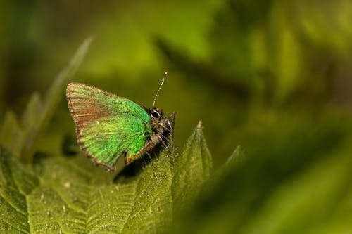 Coastal Green Hairstreak Butterfly Perched on Green Leaf