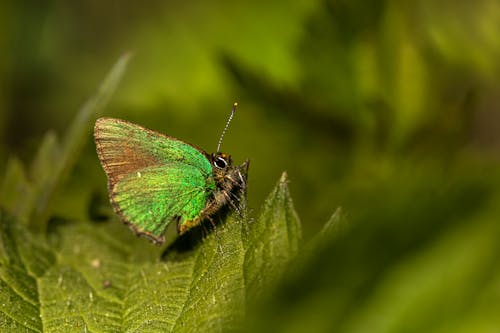 Photos gratuites de ailes, antenne, entomologie