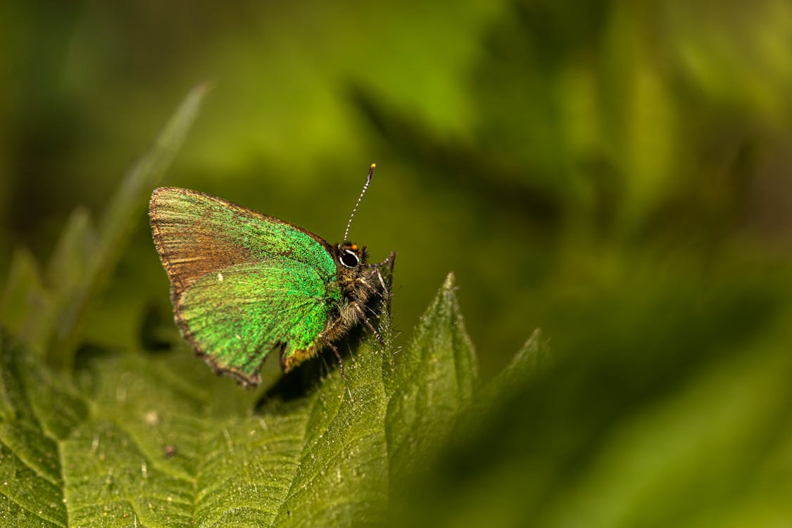 Coastal Green Hairstreak Butterfly Perched on Green Leaf