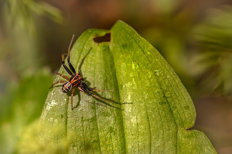 Raft Spider On Green Leaf