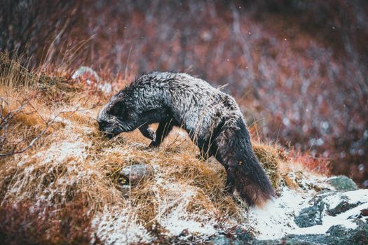 Close-up of a wolverine searching through snowy grass in winter.