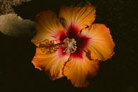 Yellow and Red Hibiscus in Bloom