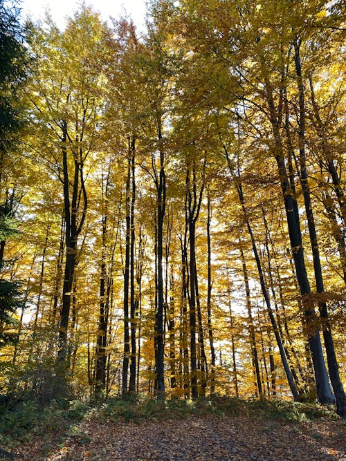 Immagine gratuita di alberi autunnali, boschi, foresta