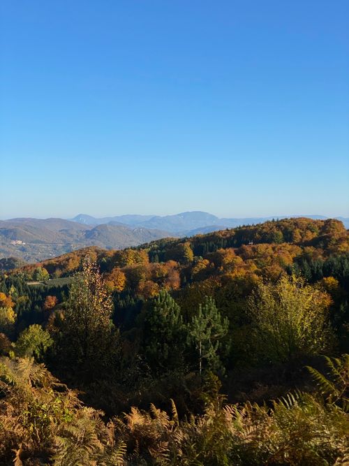 Free Capture the vibrant fall colors of a mountain forest under a clear blue sky. Stock Photo
