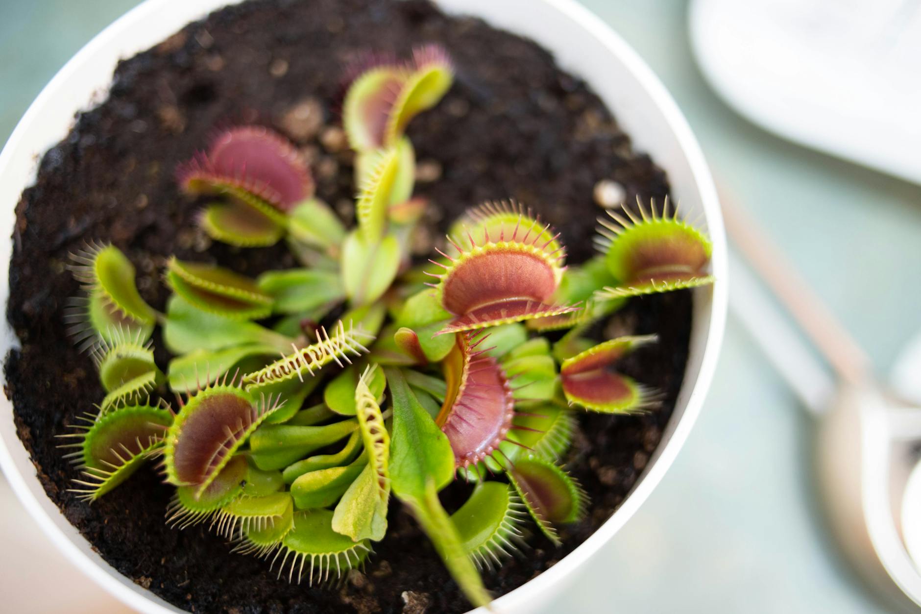 How Often Should You Water a Venus Flytrap