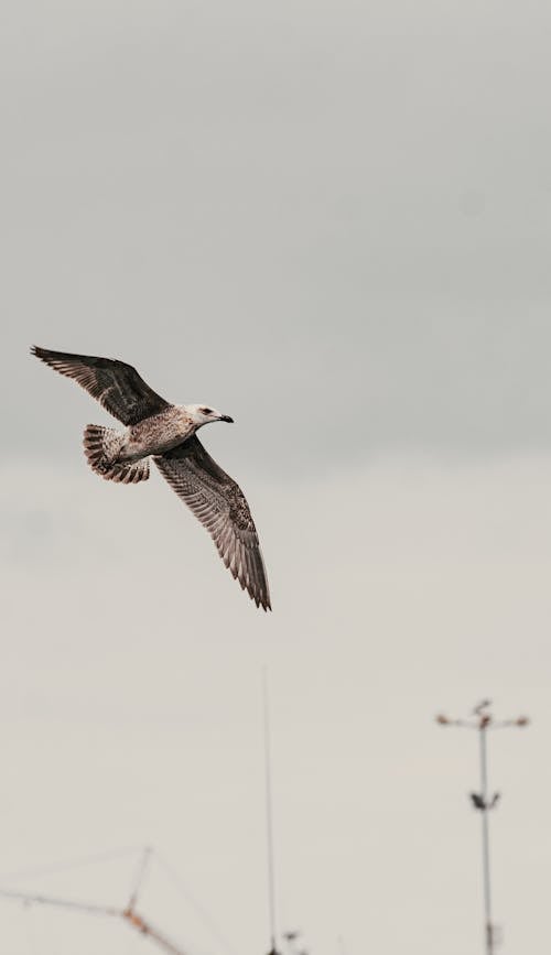 Kostnadsfri bild av fågel, flygande, himmel