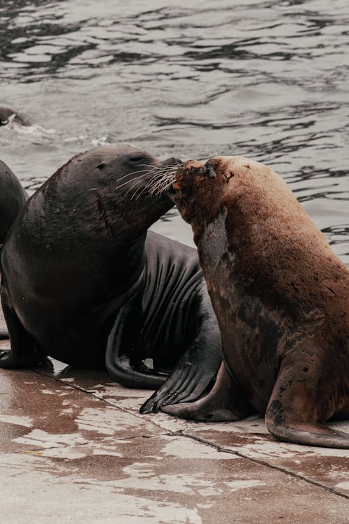 Ücretsiz Deniz aslanları, dikey atış, hayvanlar içeren Ücretsiz stok fotoğraf Stok Fotoğraflar
